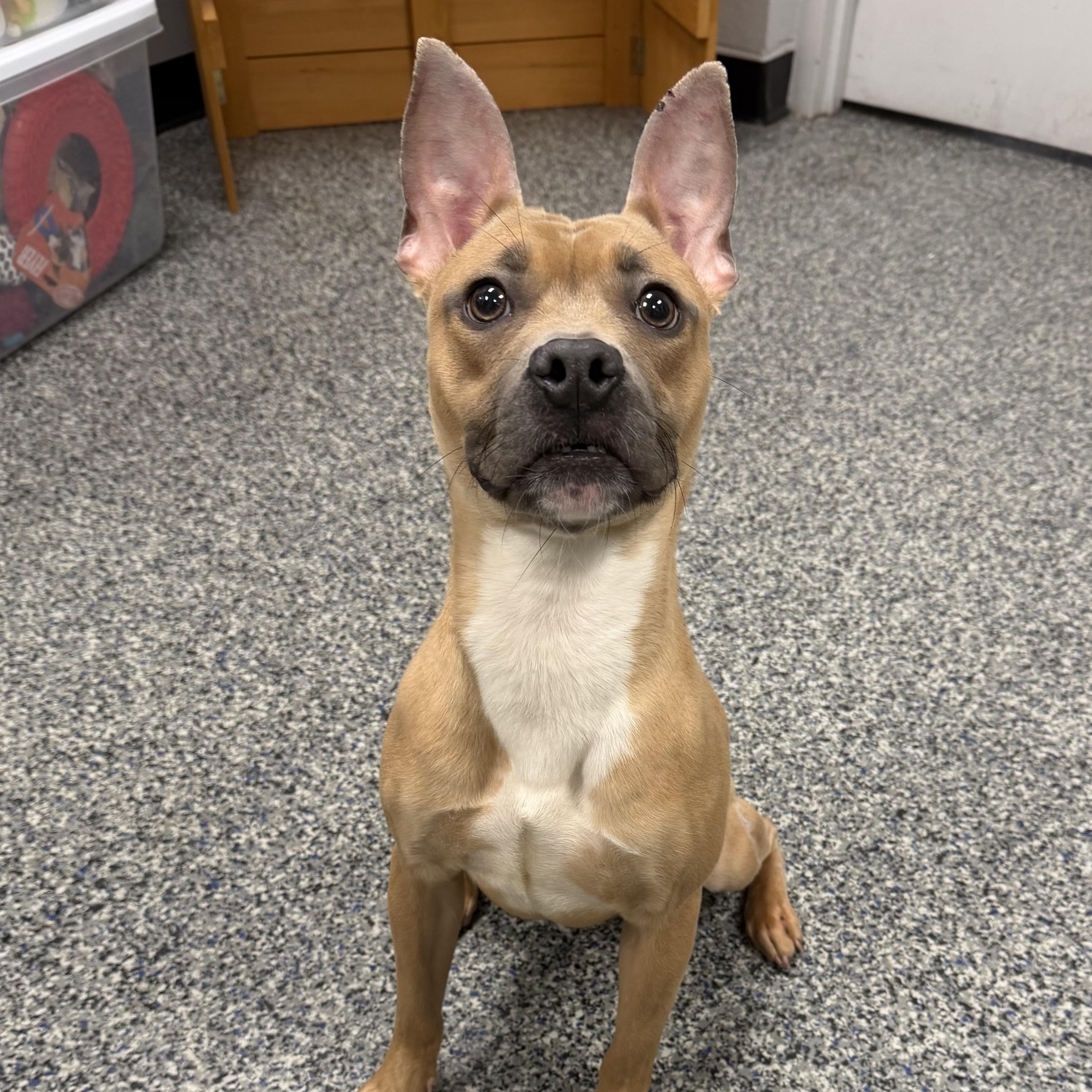 Enlarge TILLY, a Adoptable mixed breed in Cranston, RI image 2/2