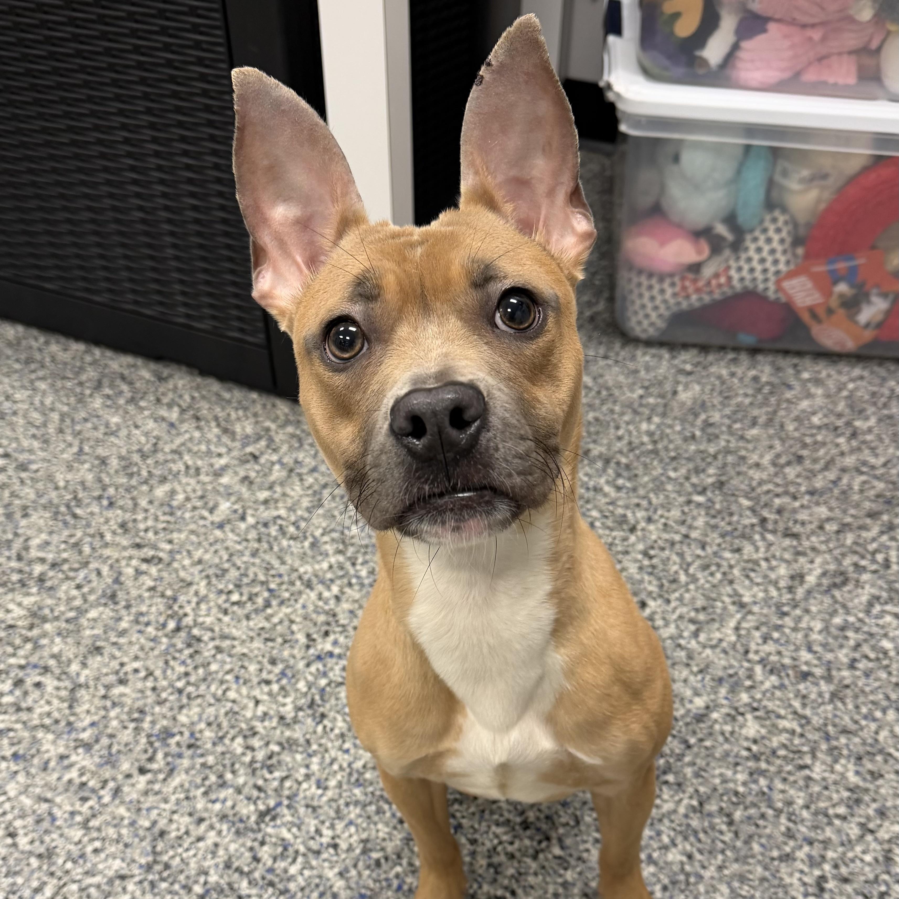 TILLY, Adoptable, Young Female Mixed Breed.