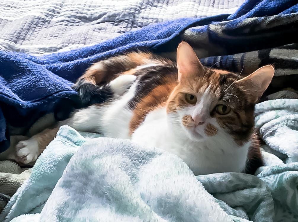Calista, Adult Female Calico