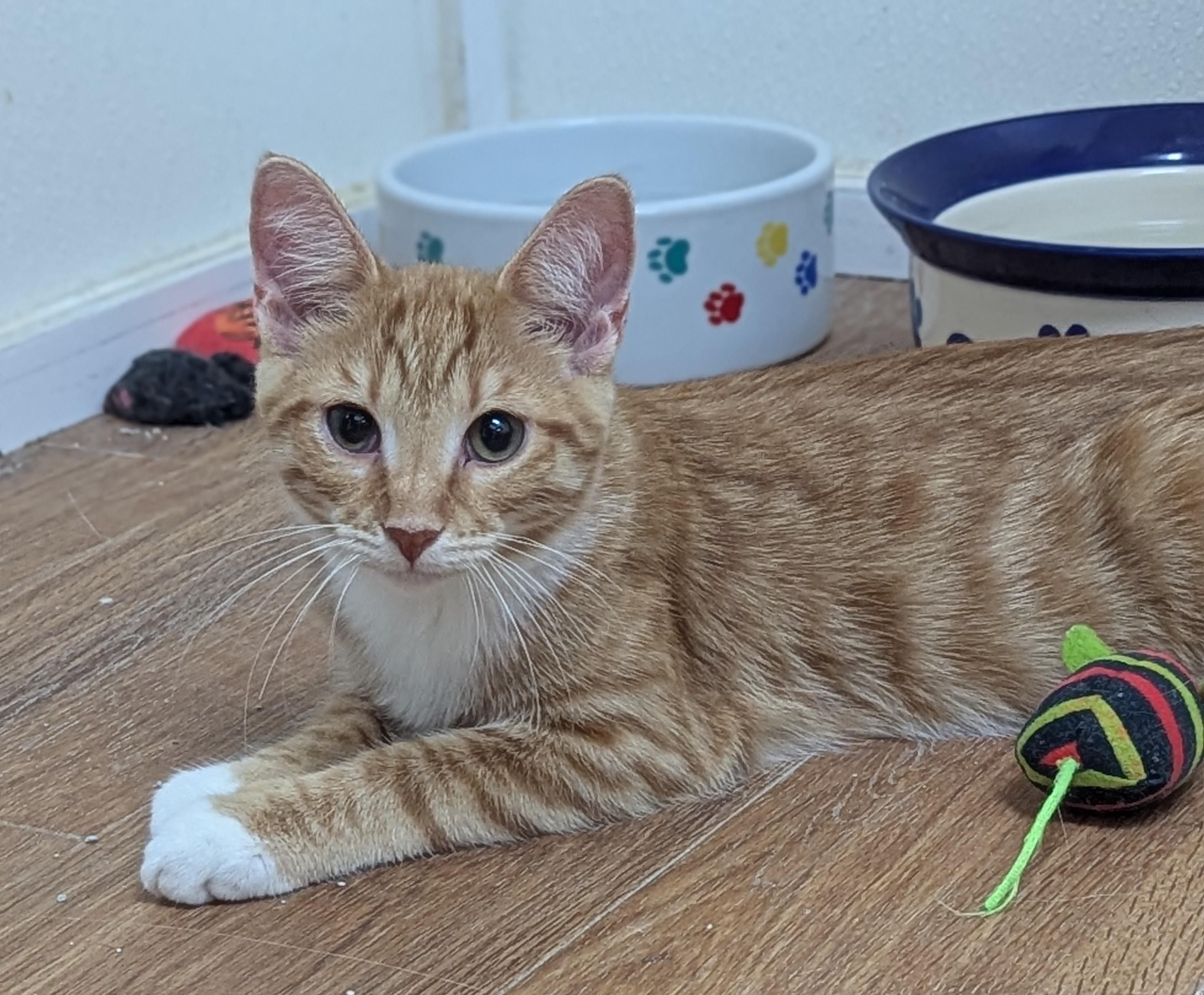 Gomer, Adoptable, Young Male Domestic Short Hair.
