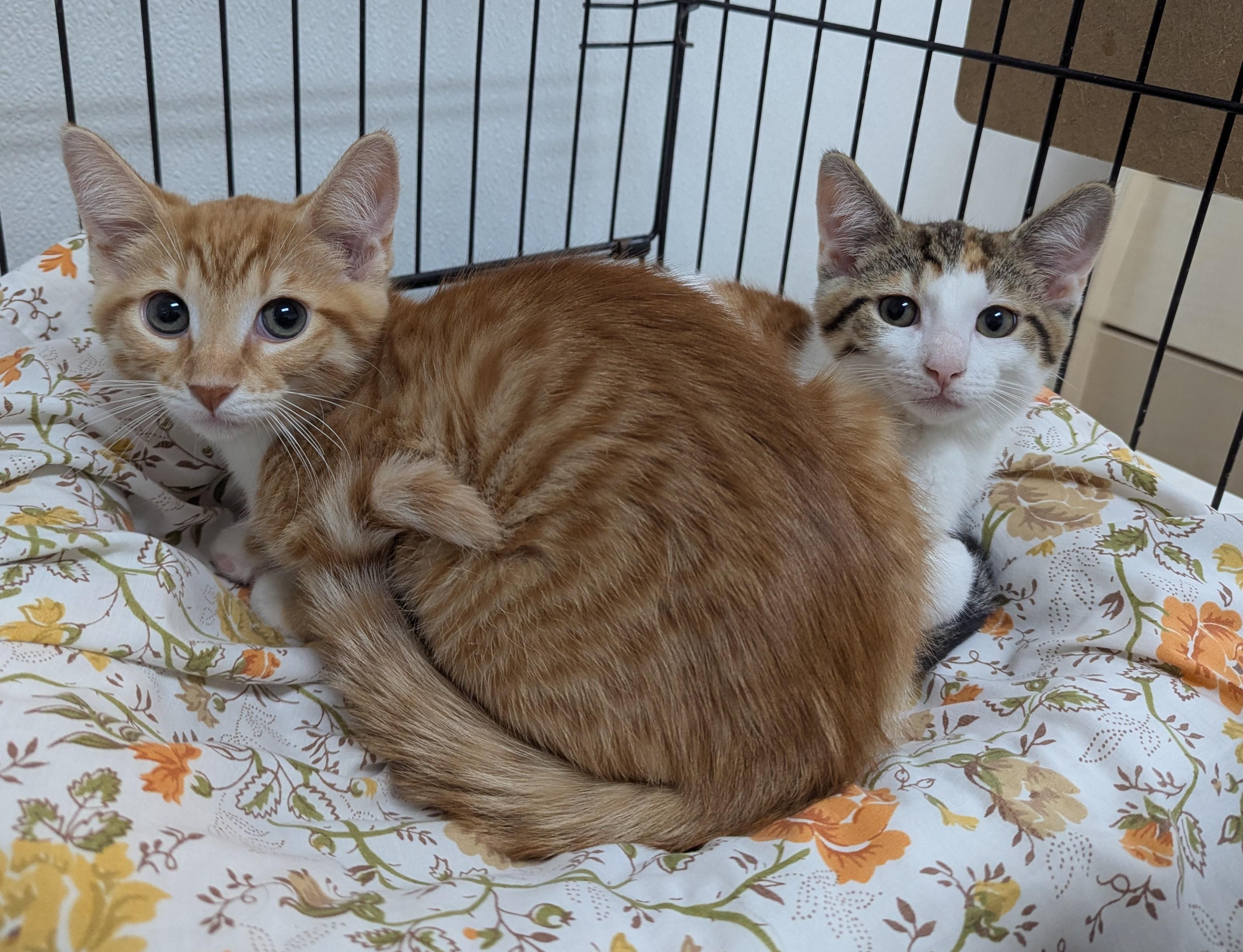 Enlarge Gomer, a Adoptable Domestic Short Hair in Decatur, IL image 3/3