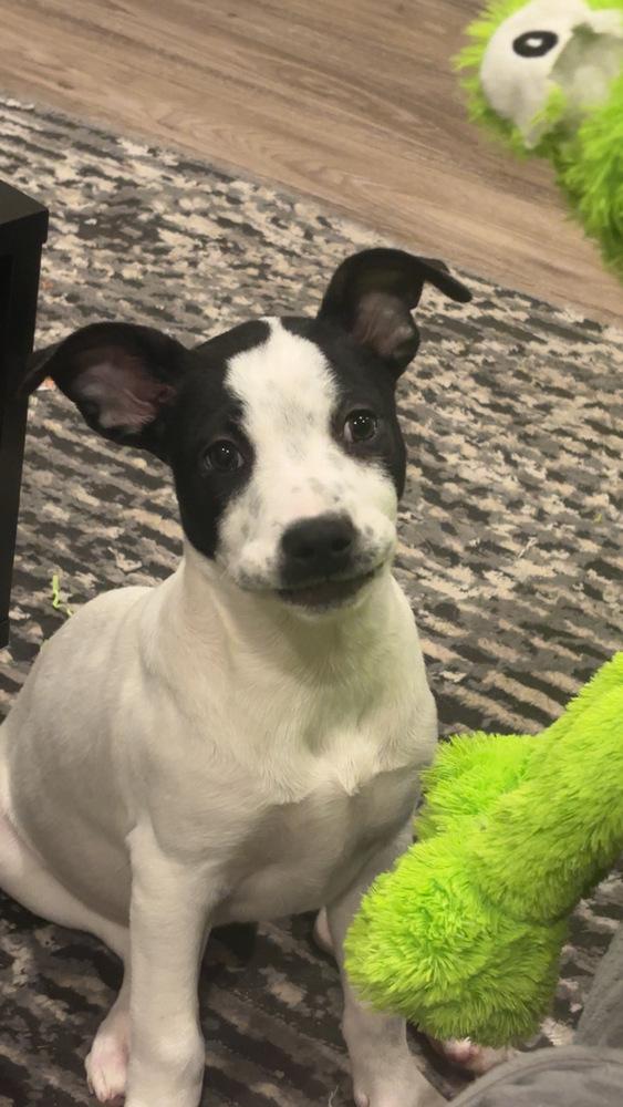Charlotte, Adoptable, Puppy Female Labrador Retriever & Border Collie.