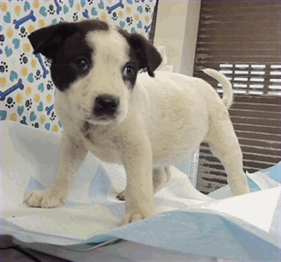 Enlarge Charlotte, a Adoptable mixed breed in Sedalia, CO image 1/5