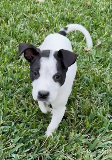 Enlarge Charlotte, a Adoptable mixed breed in Sedalia, CO image 2/5