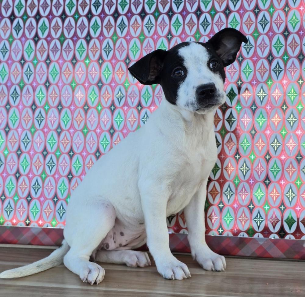 Enlarge Charlotte, a Adoptable mixed breed in Sedalia, CO image 4/5