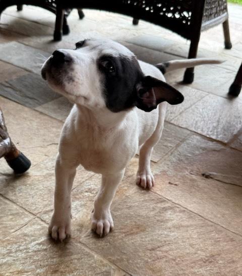 Enlarge Charlotte, a Adoptable mixed breed in Sedalia, CO image 5/5