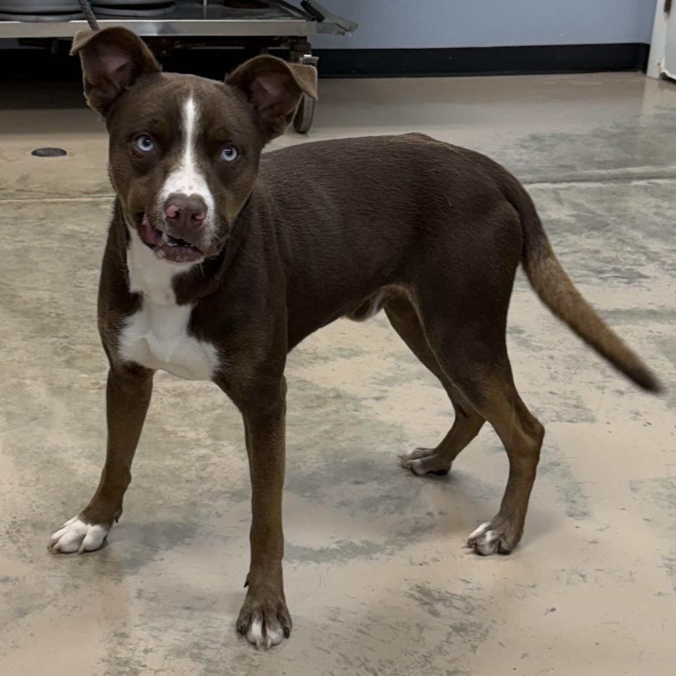 HENDRIX, Adoptable, Young Male Husky & Pit Bull Terrier.