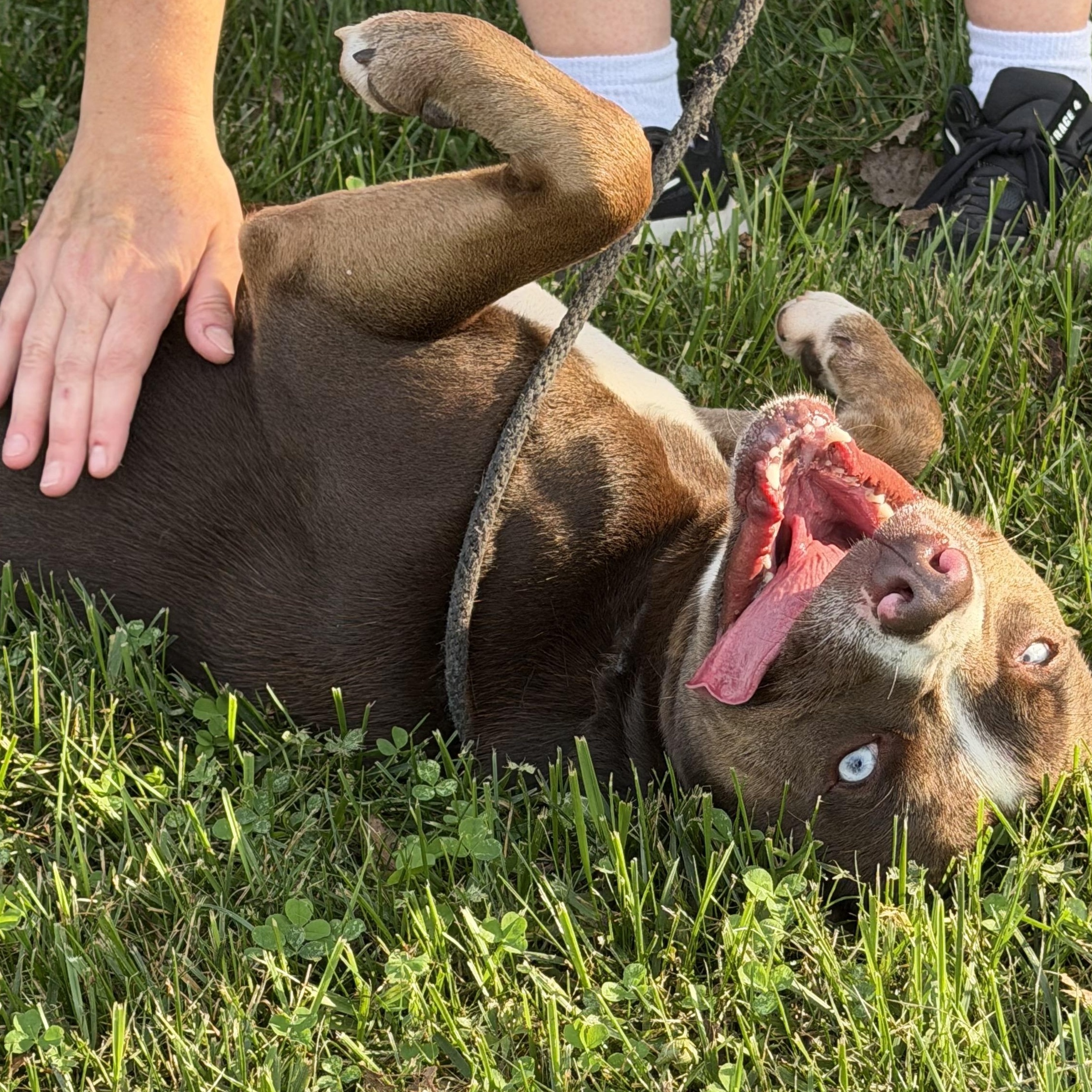 Enlarge HENDRIX, a Adoptable mixed breed in Wilmington, OH image 2/2