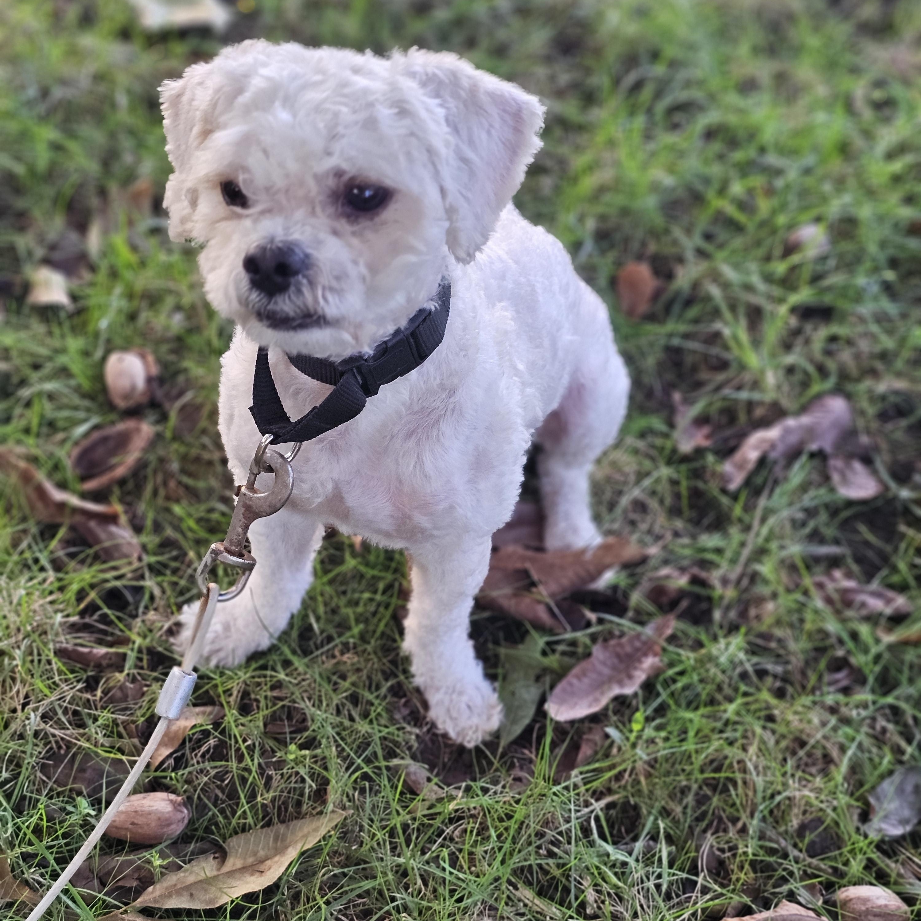 Enlarge Toby Springfield, a Adoptable Shih poo in Springfield , IL image 3/6