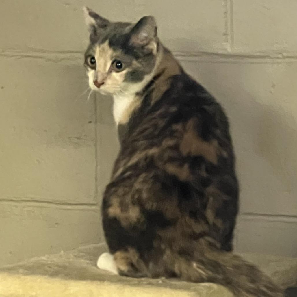 Enlarge Dearie, a Adoptable Domestic Short Hair in Pittsburgh, PA image 1/3