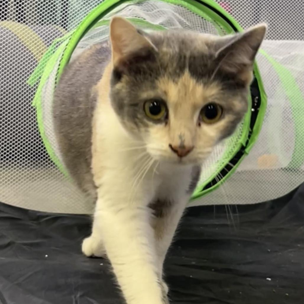 Enlarge Dearie, a Adoptable Domestic Short Hair in Pittsburgh, PA image 2/3