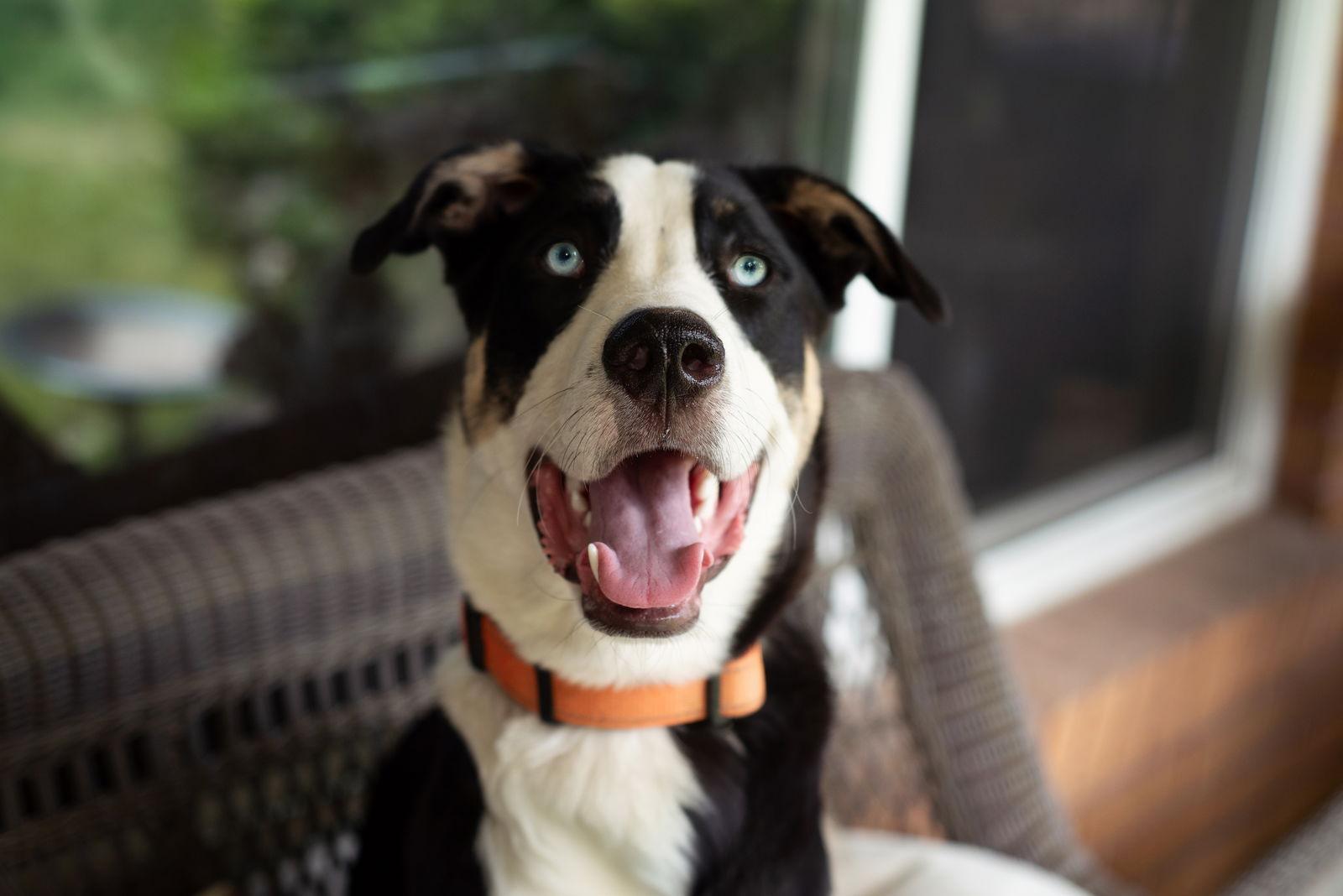 Denalii, Adopted, Young Male Husky.