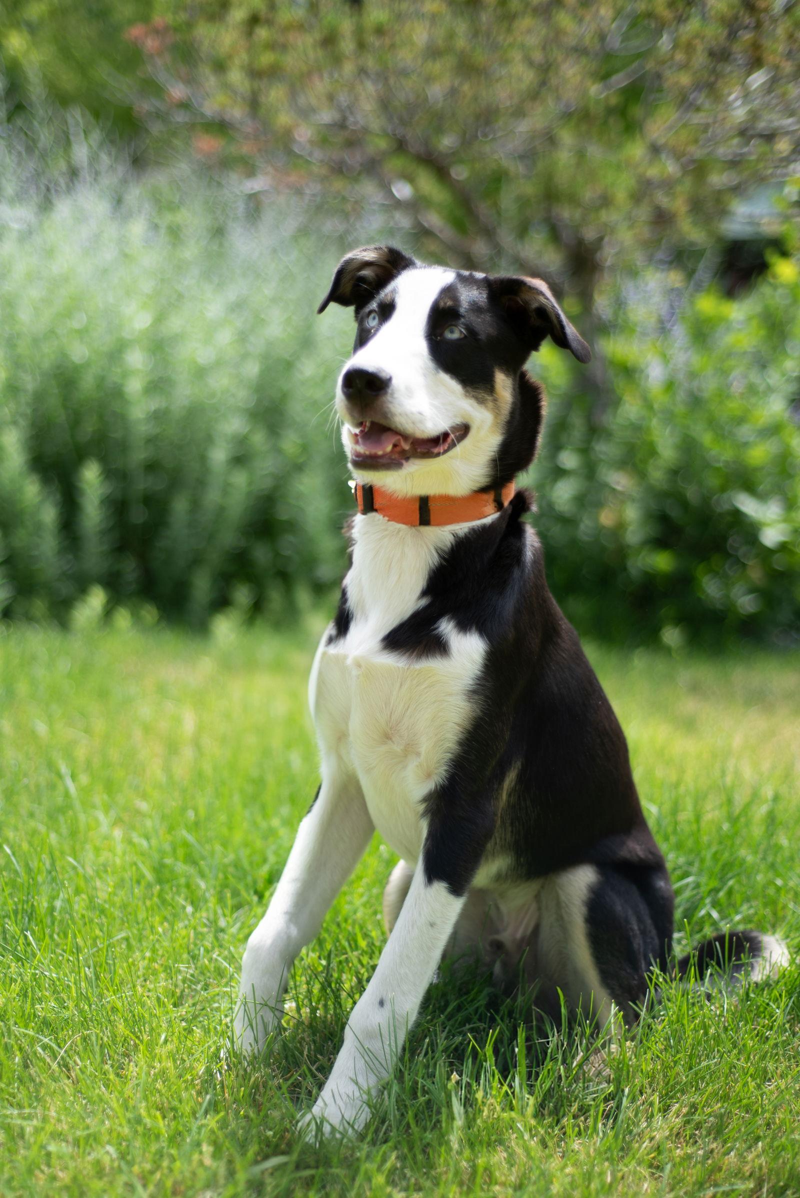 Enlarge Denalii, a Adopted Husky in Salt Lake City, UT image 2/3