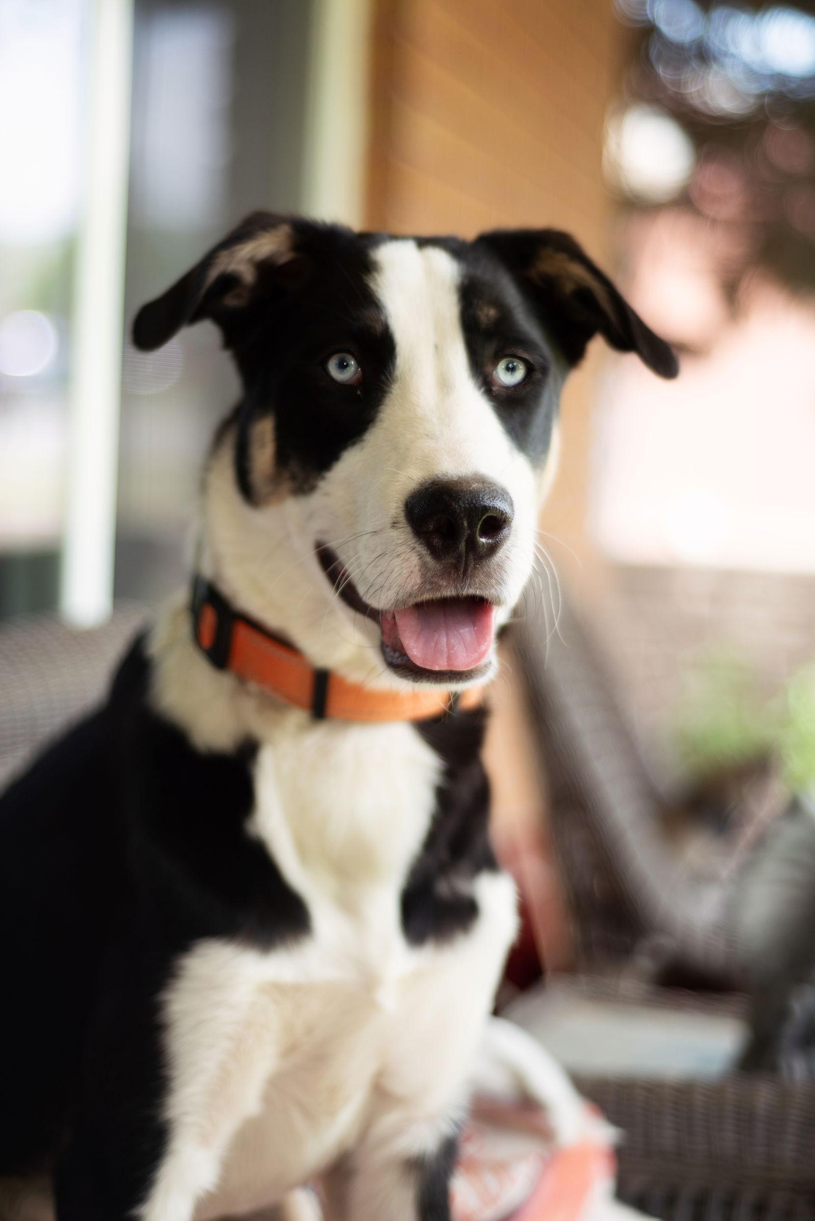 Enlarge Denalii, a Adopted Husky in Salt Lake City, UT image 3/3