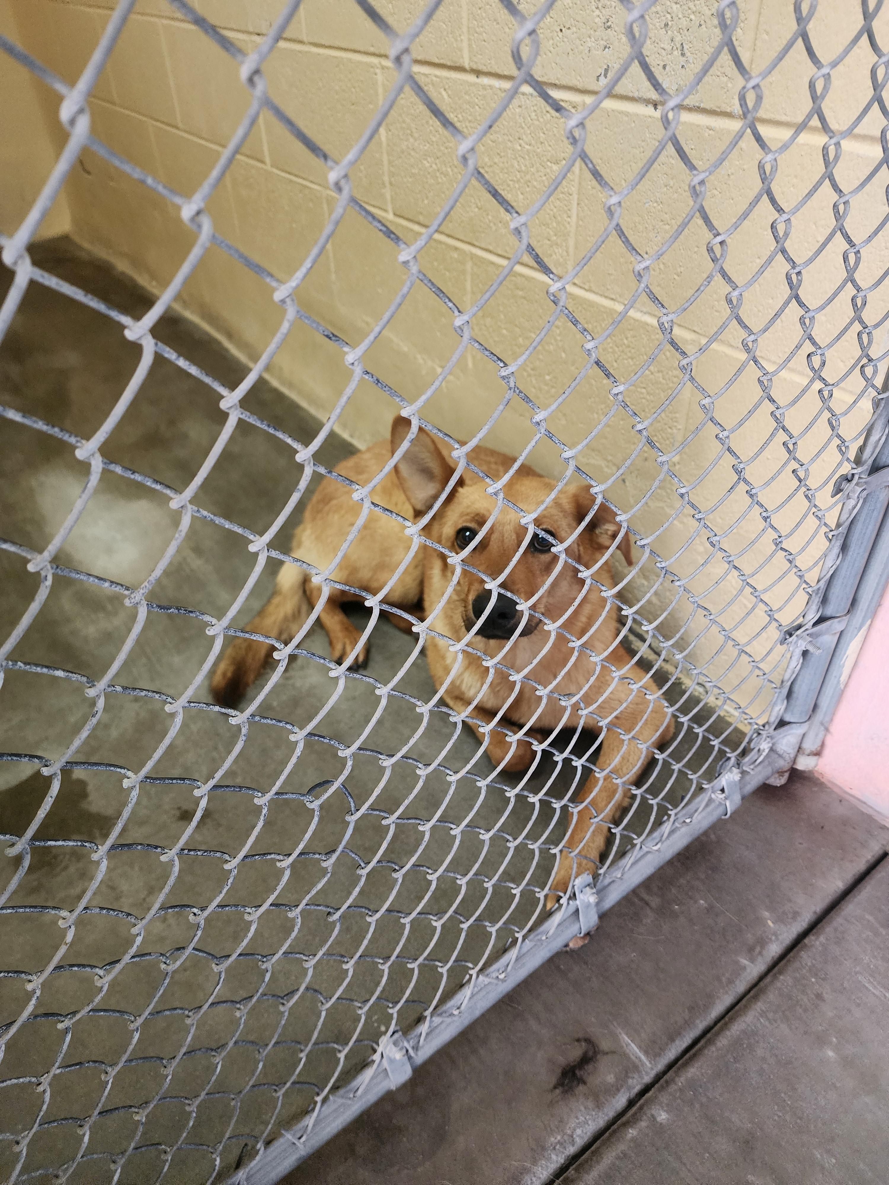 25-135, Adult Female Retriever