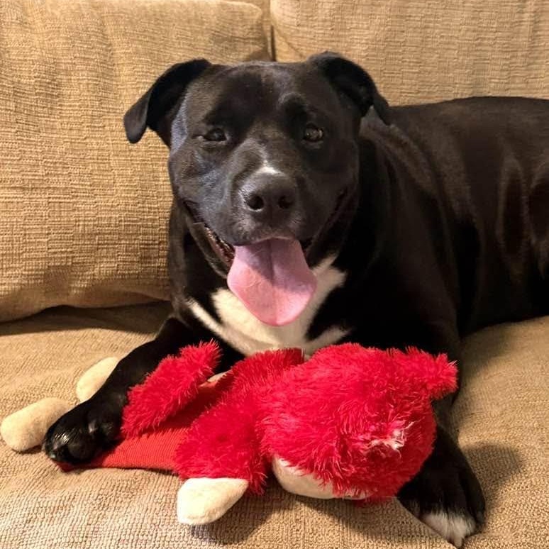 Nova, ADOPTABLE, Adult Female Pit Bull Terrier & Black Labrador Retriever.