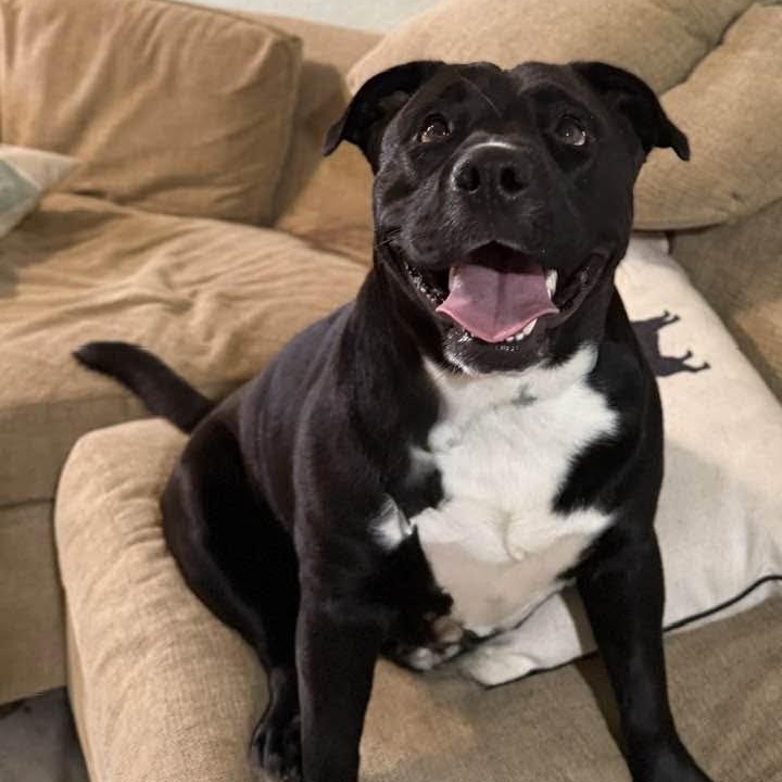 Enlarge Nova, a ADOPTABLE mixed breed in Washington, PA image 6/6