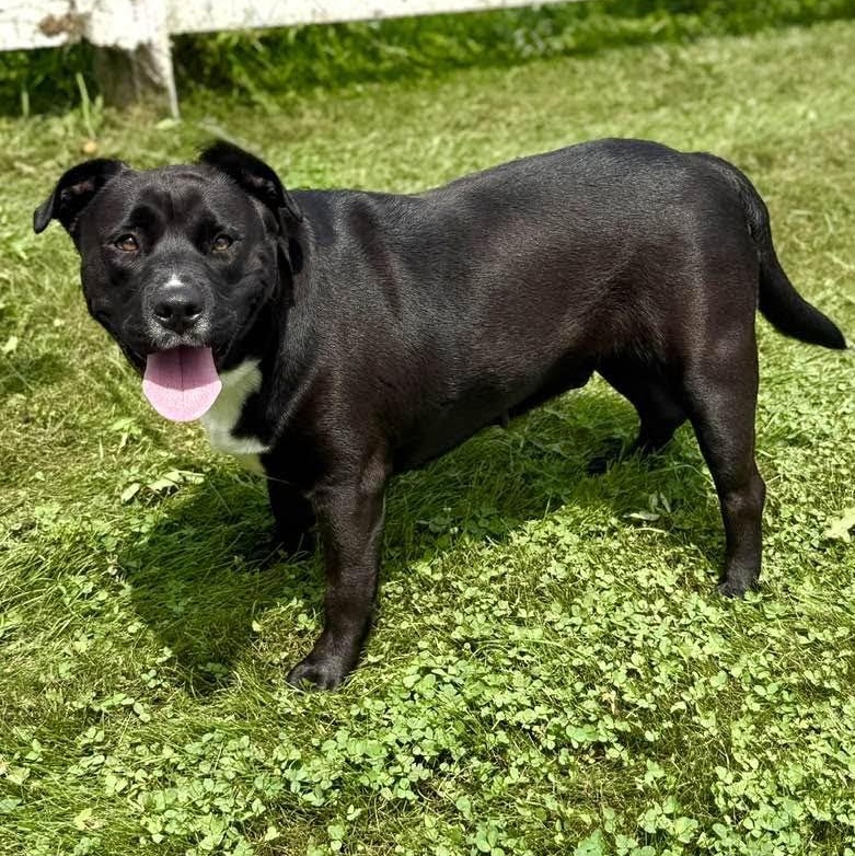 Enlarge Nova, a ADOPTABLE mixed breed in Washington, PA image 2/6