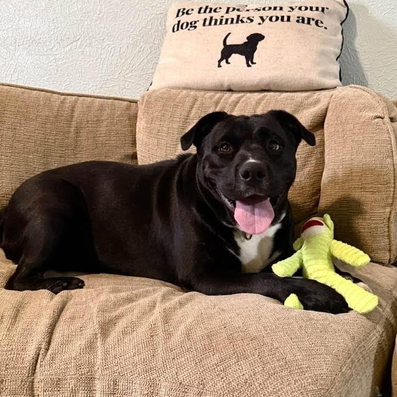 Enlarge Nova, a ADOPTABLE mixed breed in Washington, PA image 3/6