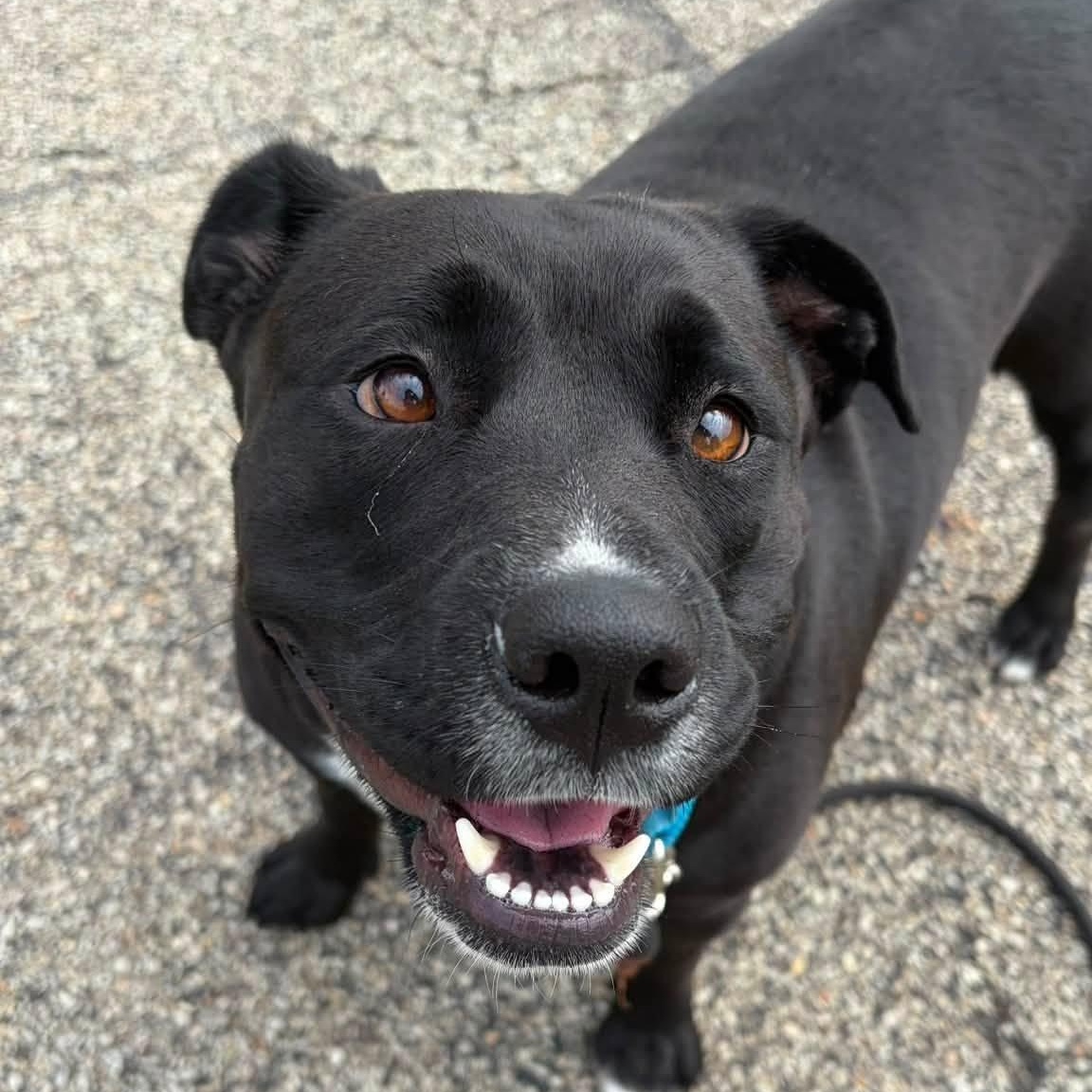 Enlarge Nova, a ADOPTABLE mixed breed in Washington, PA image 4/6