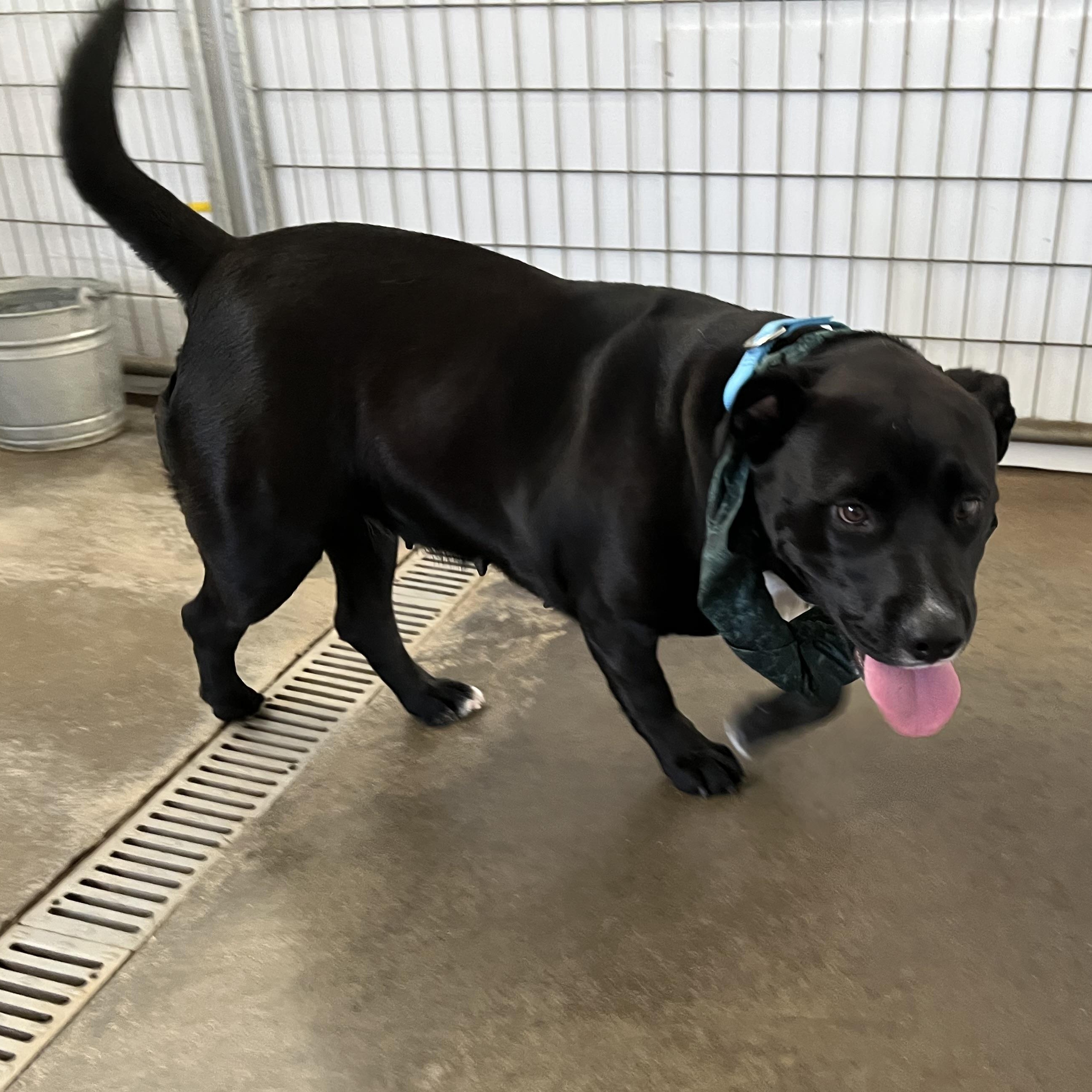 Enlarge Nova, a ADOPTABLE mixed breed in Washington, PA image 5/6
