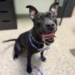 Bunnie, Adoptable, Adult Female American Staffordshire Terrier & Mixed Breed.