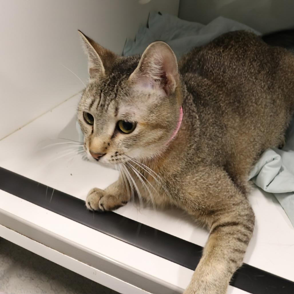 Nala, Adoptable, Young Female Domestic Short Hair.