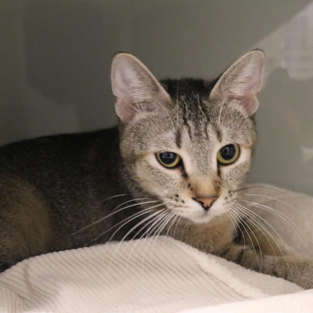 Enlarge Nala, a Adoptable Domestic Short Hair in Saint Cloud, MN image 2/6