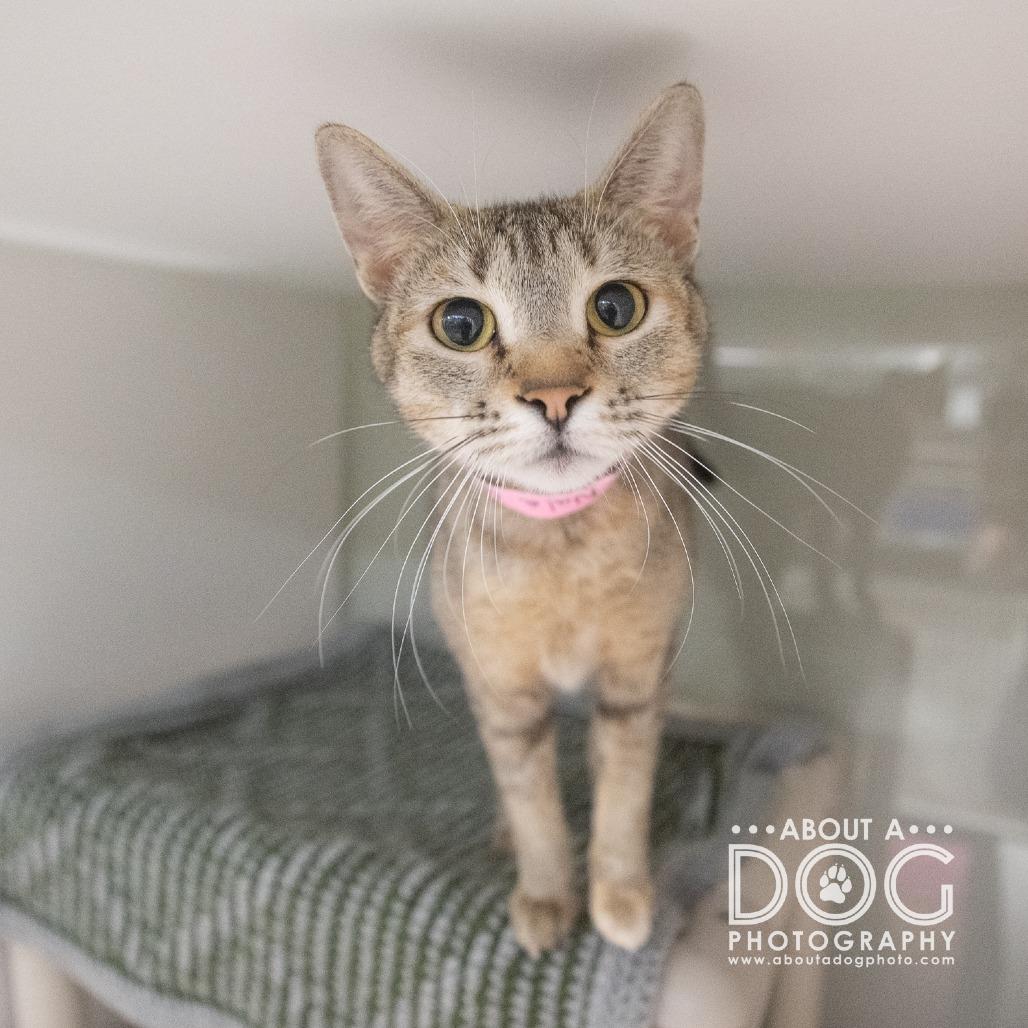 Enlarge Nala, a Adoptable Domestic Short Hair in Saint Cloud, MN image 4/6