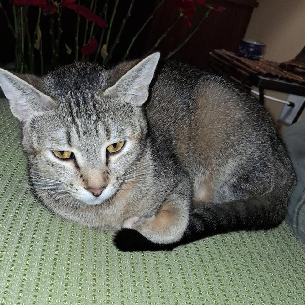 Enlarge Nala, a Adoptable Domestic Short Hair in Saint Cloud, MN image 5/6