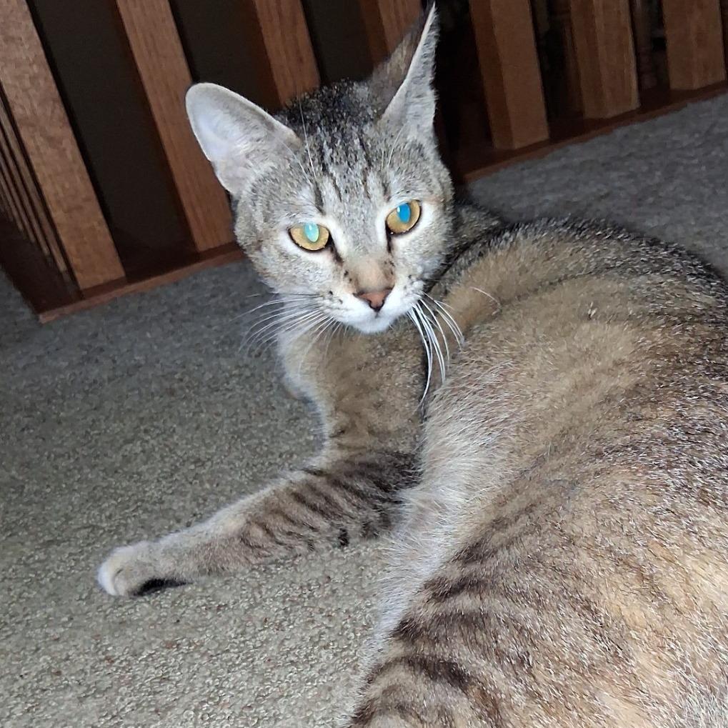 Enlarge Nala, a Adoptable Domestic Short Hair in Saint Cloud, MN image 6/6