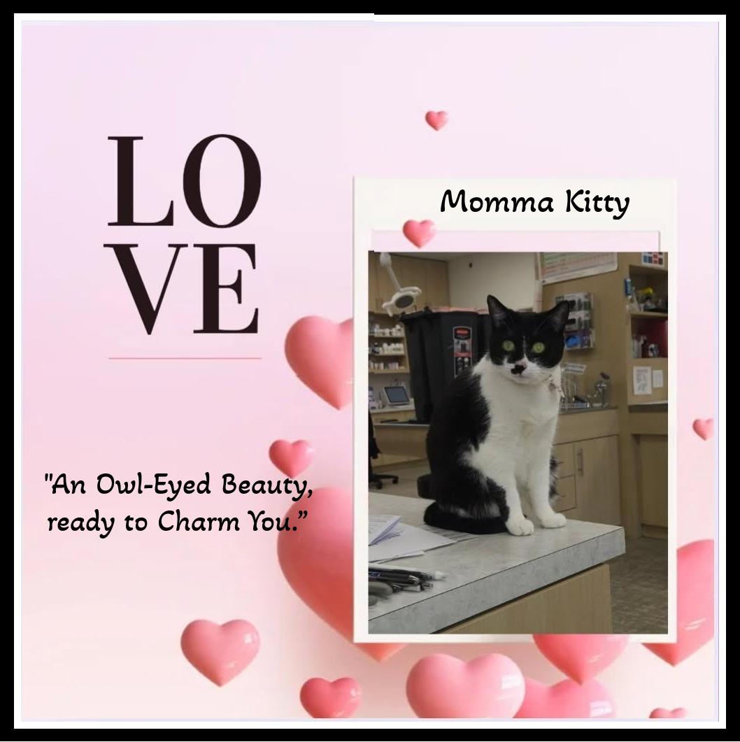 Enlarge Momma Kitty - She raised her babies with love. Now she’s ready to be yours., a Adoptable Domestic Short Hair in Winston Salem, NC image 2/3