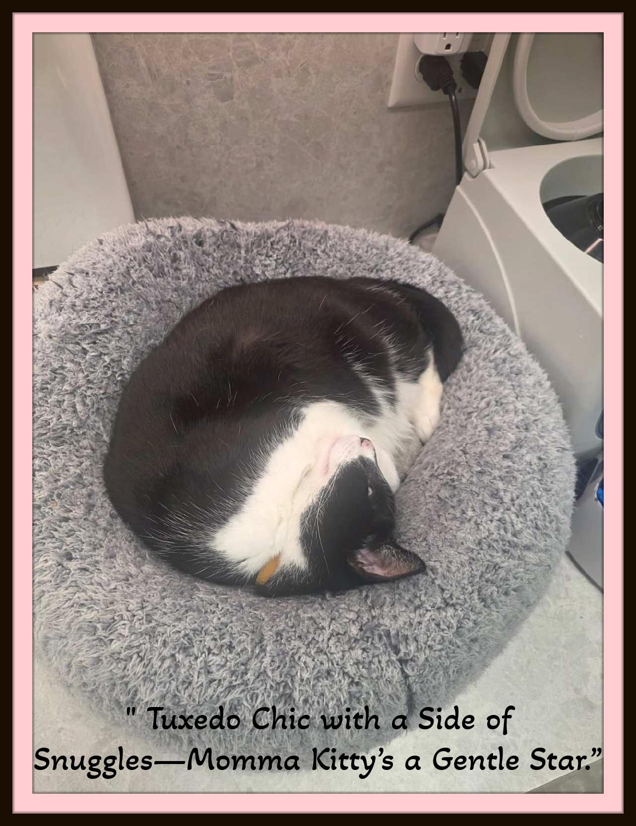 Enlarge Momma Kitty - She raised her babies with love. Now she’s ready to be yours., a Adoptable Domestic Short Hair in Winston Salem, NC image 3/3