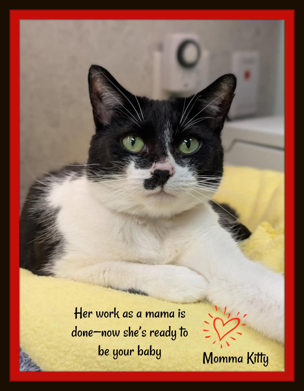 Momma Kitty - She raised her babies with love. Now she’s ready to be yours., Adoptable, Young Female Domestic Short Hair.