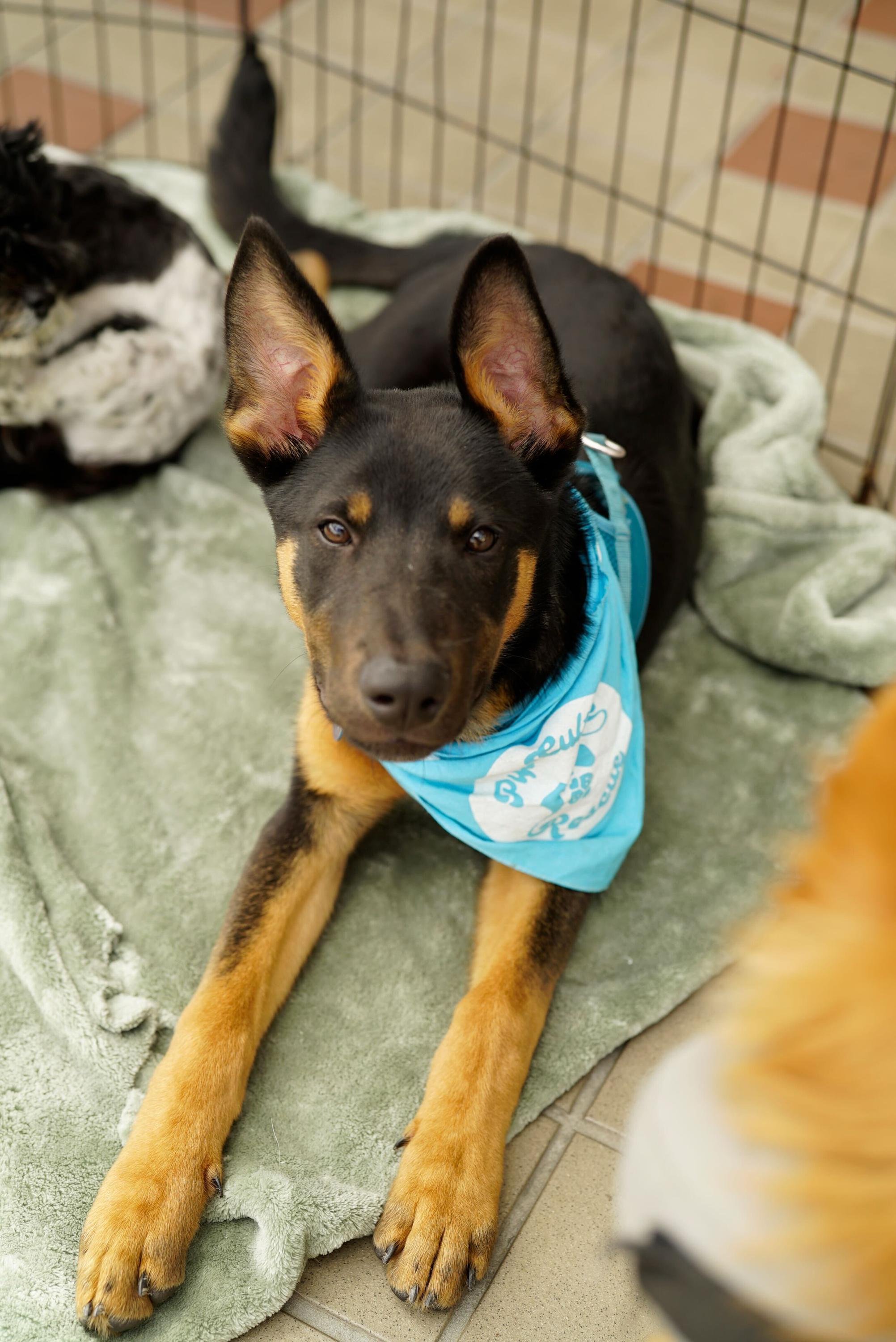Enlarge Benedict, a Adoptable mixed breed in Pasadena, CA image 4/5