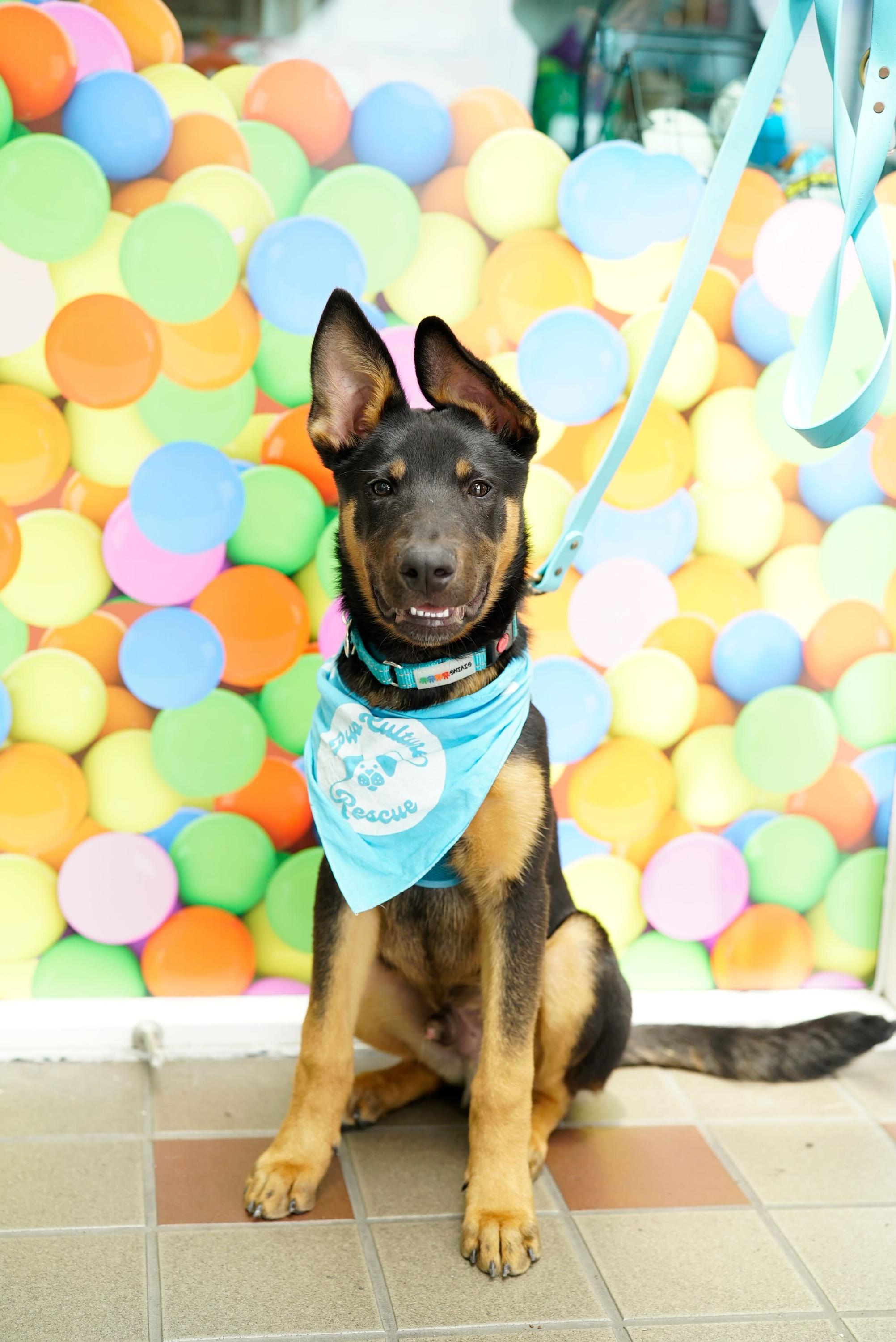 Benedict, Adoptable, Puppy Male German Shepherd Dog & Rottweiler.