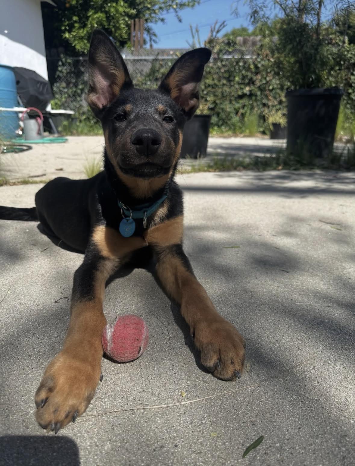 Enlarge Benedict, a Adoptable mixed breed in Pasadena, CA image 3/5