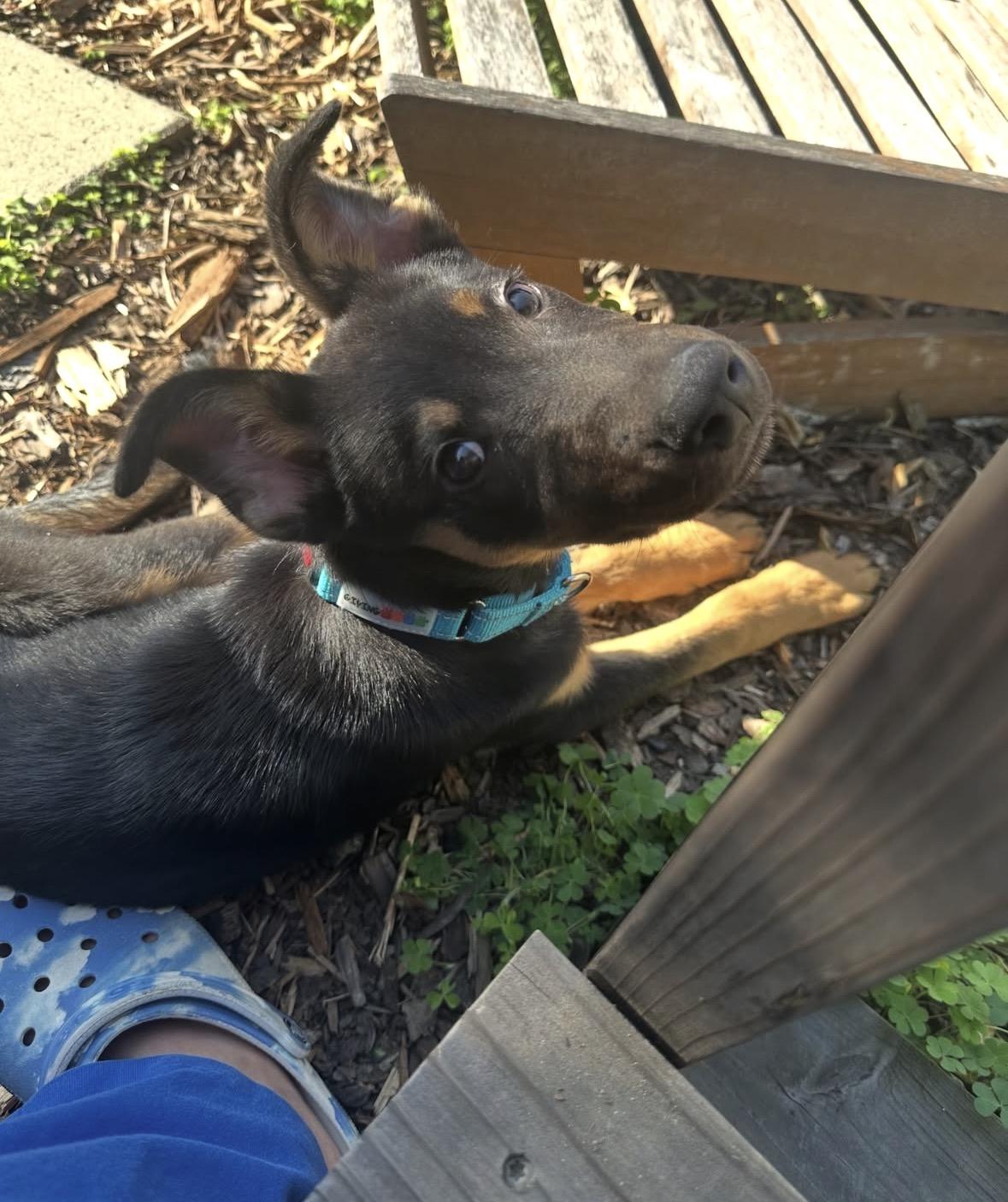 Enlarge Benedict, a Adoptable mixed breed in Pasadena, CA image 5/5