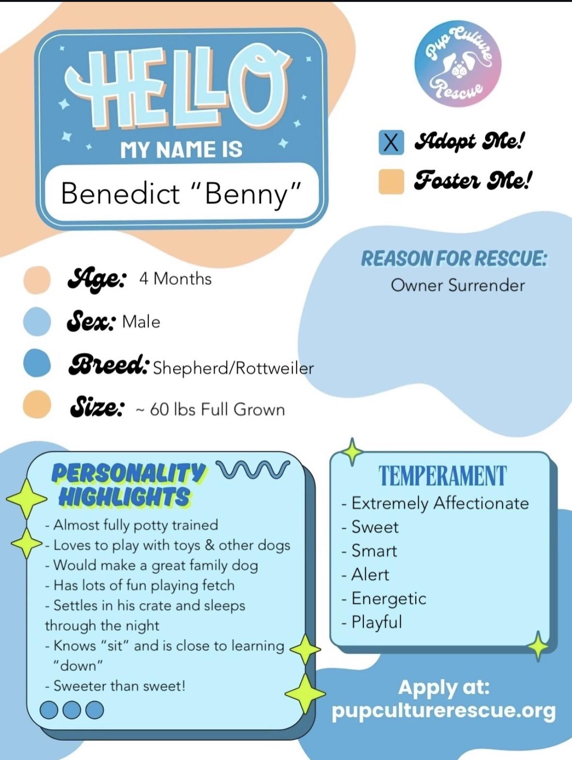 Enlarge Benedict, a Adoptable mixed breed in Pasadena, CA image 2/5