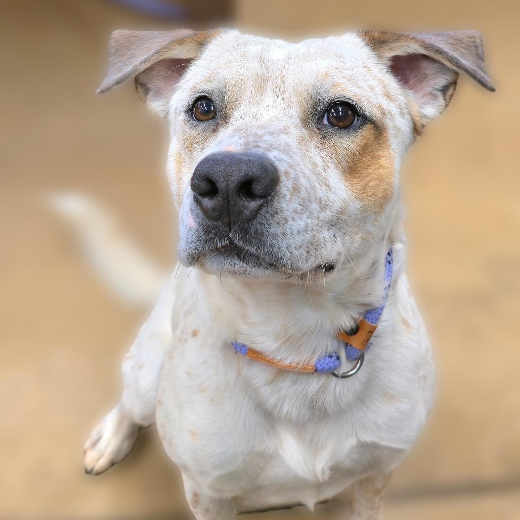 Howie, Adoptable, Young Male Cattle Dog.