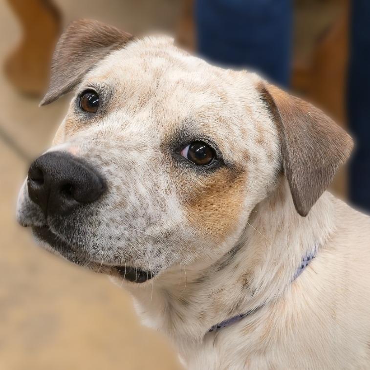 Enlarge Howie, a Adoptable mixed breed in Wickenburg, AZ image 2/2