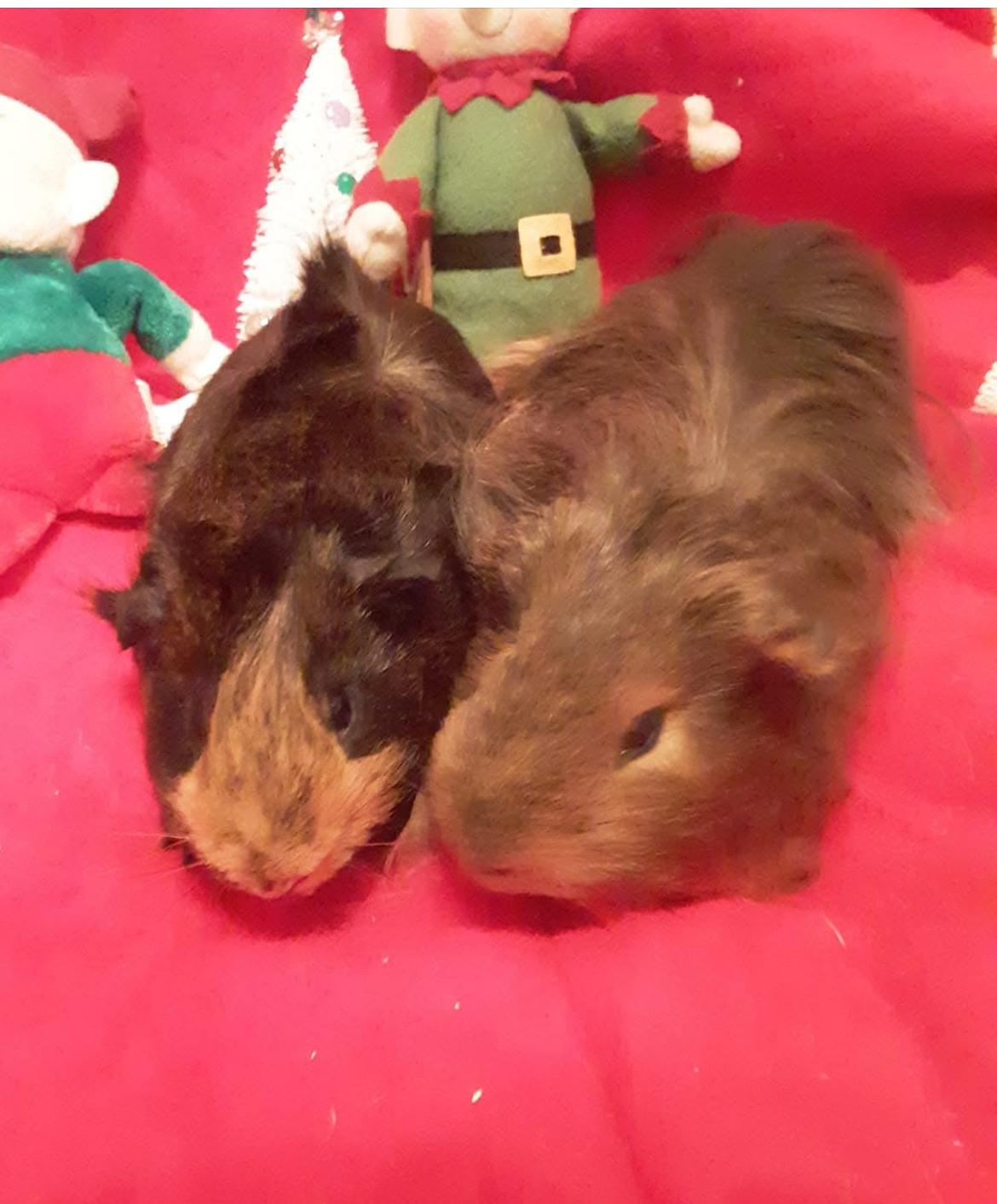 Sam and Brady, adopted, Adult Male Abyssinian.