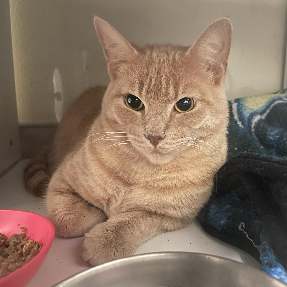 Enlarge Disco, a Adopted Domestic Short Hair in Long Beach, CA image 3/6