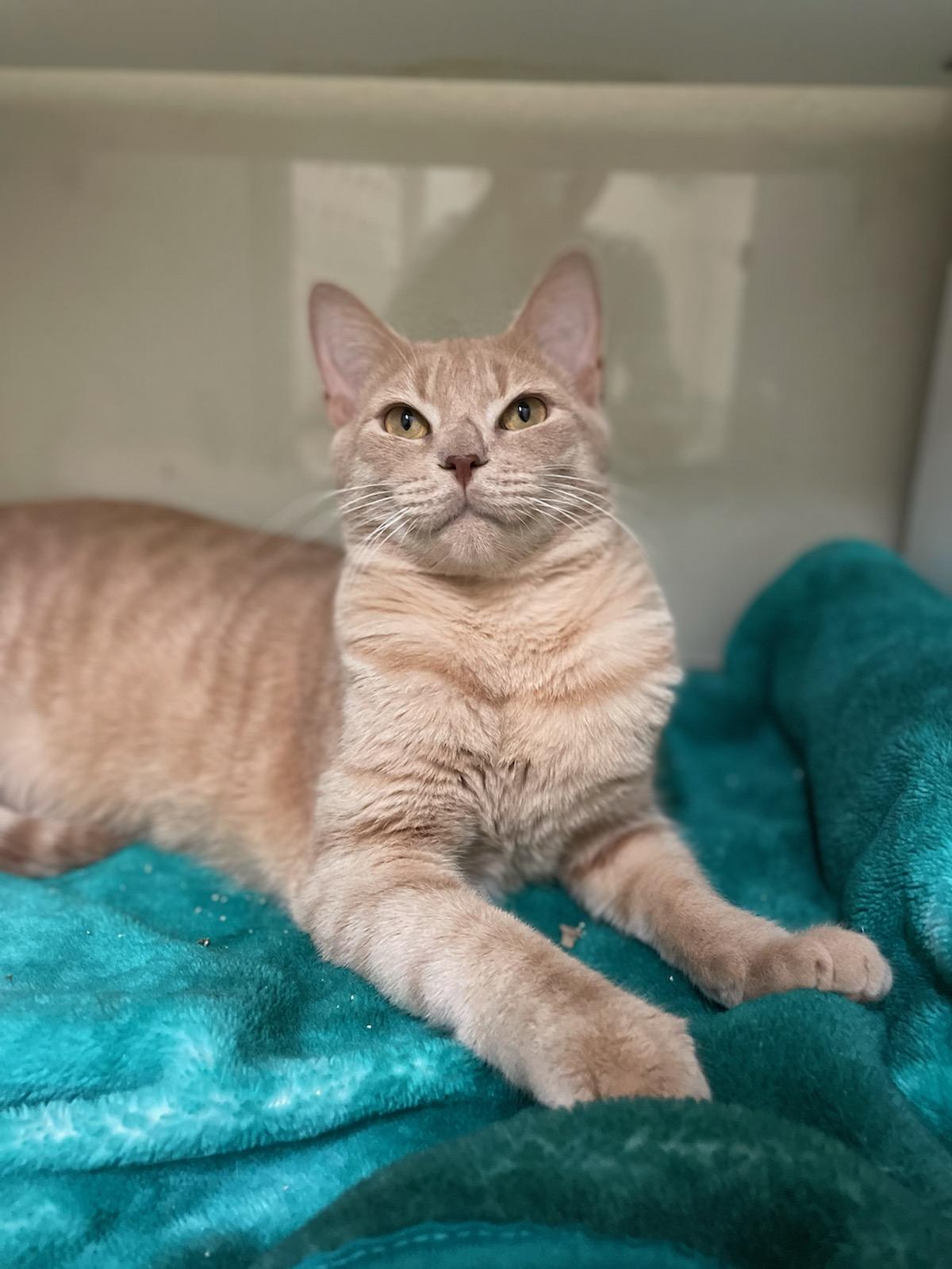 Enlarge Disco, a Adopted Domestic Short Hair in Long Beach, CA image 4/6