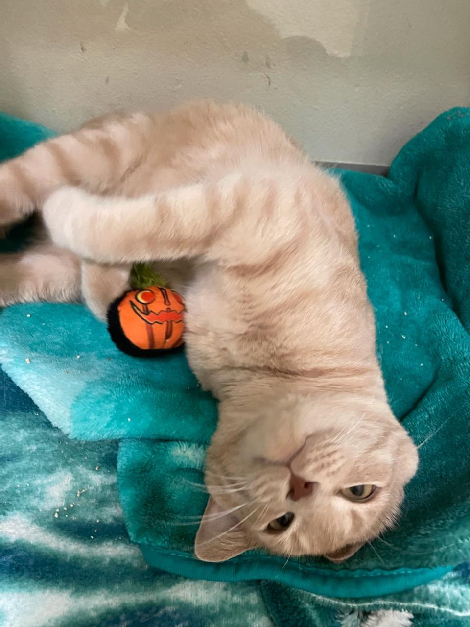 Enlarge Disco, a Adopted Domestic Short Hair in Long Beach, CA image 5/6