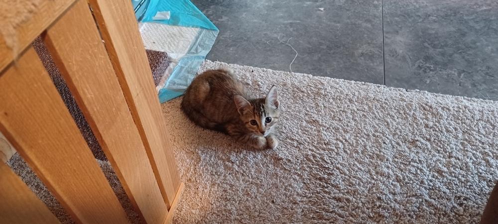 Koji, Adoptable, Kitten Female Domestic Short Hair.