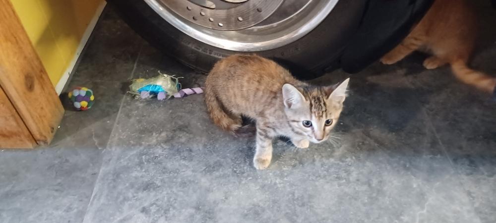 Koji, a Adoptable Domestic Short Hair in Orlando, FL image 3/4