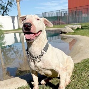 Enlarge Gracie, a Adoptable Bull Terrier in Palm Desert, CA image 1/1