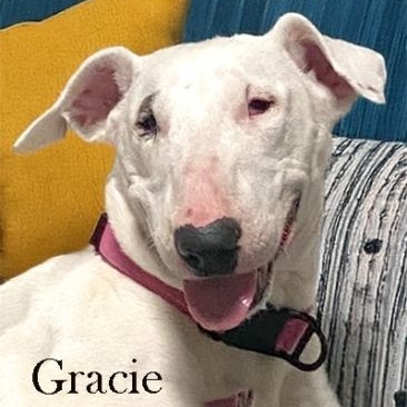 Gracie