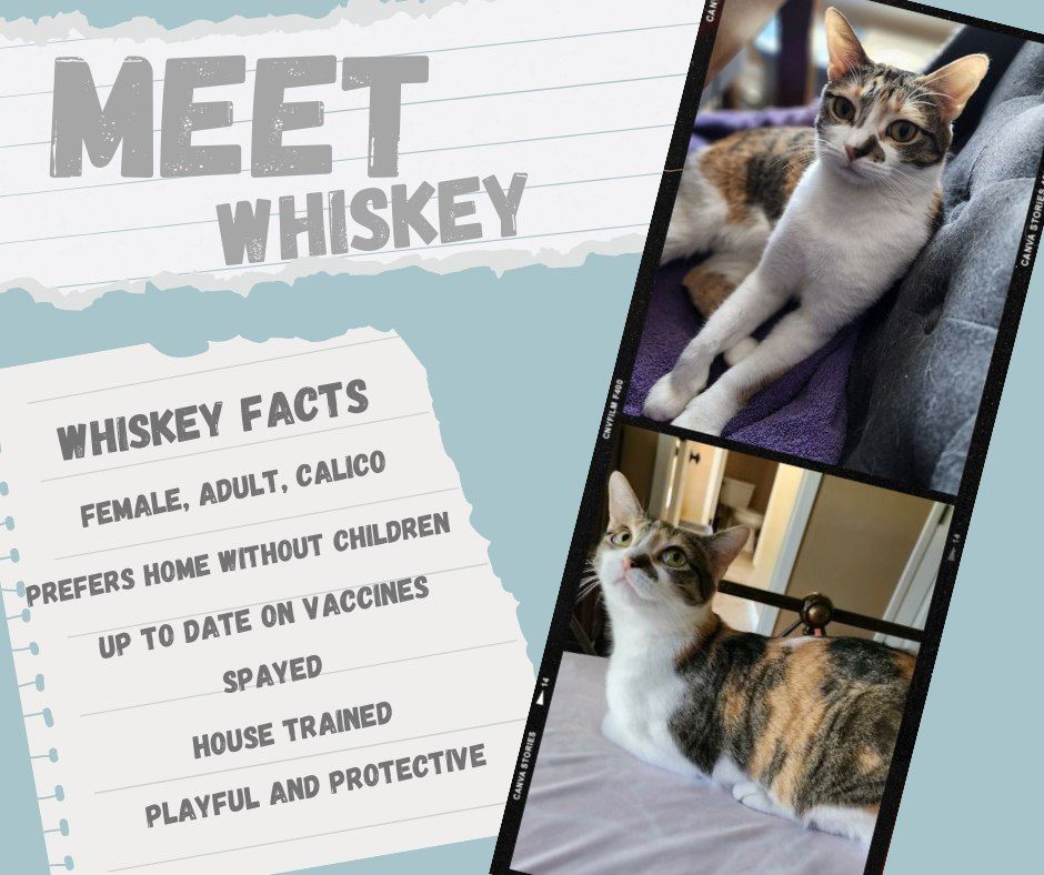 Enlarge Whiskey, a Adoptable Calico in Grand Prairie, TX image 2/5